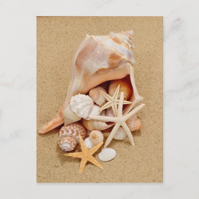 Conch Shell with Shells and Starfish Postcard (Front)