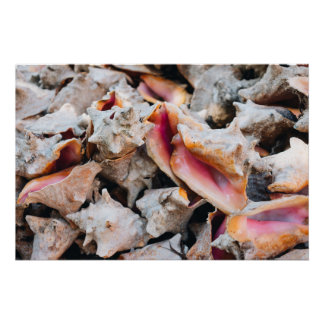 Conch Shells, Bahamas Poster