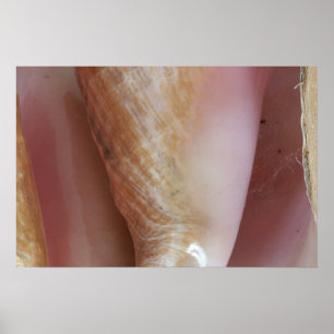 Conch Shells Poster