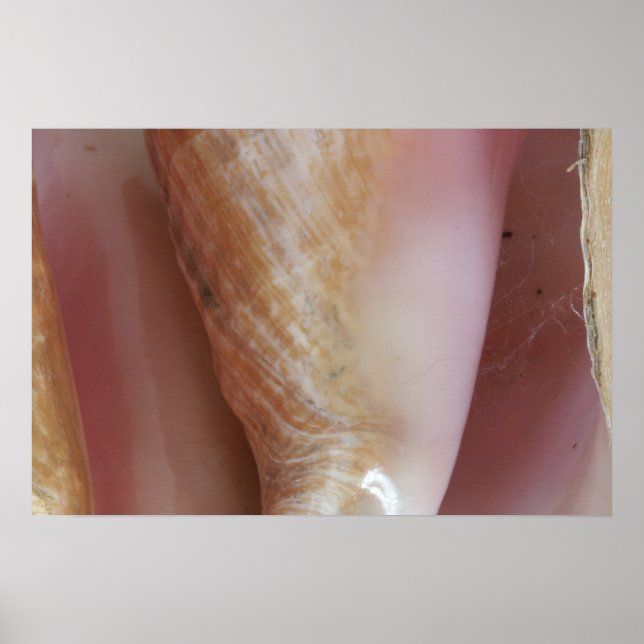 Conch Shells Poster (Front)