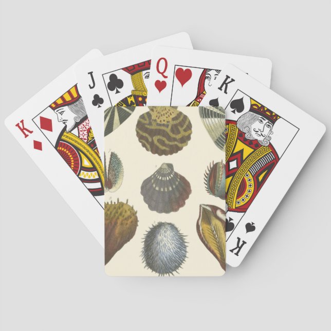 Conchology Collection Playing Cards (Back)