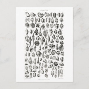 CONCHOLOGY FOSSILS ANIMAL CHART POSTCARD