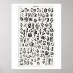 CONCHOLOGY FOSSILS (SHELLS) ANIMAL CHART POSTER