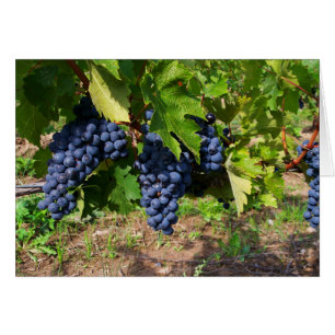 Concord Grapes on the Vine Blank Card