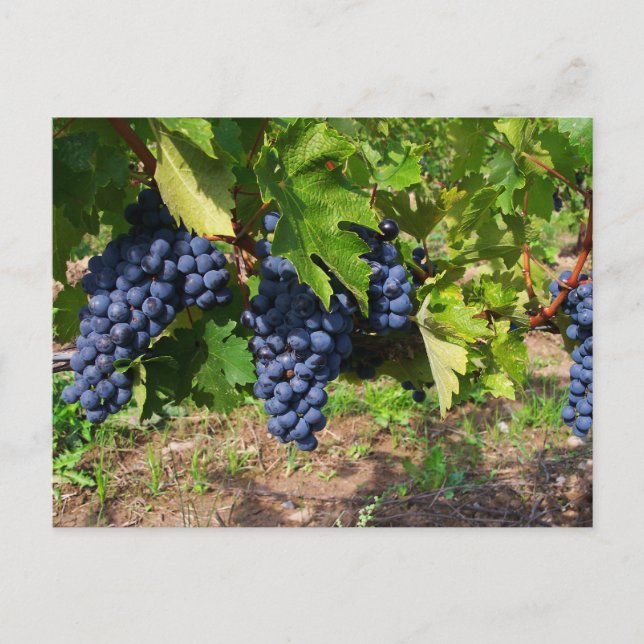 Concord Grapes on the Vine Postcard (Front)