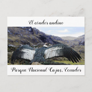 Cóndor Andino Postcard