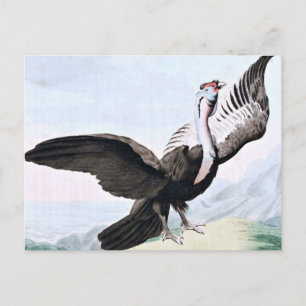 Condor Bird Wildlife Illustration Postcard