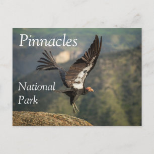 Condor in Flight, Pinnacles National Park, CA Postcard