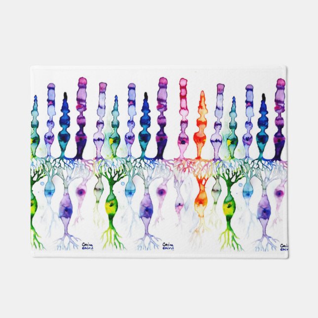 Cone cells rod cells and bipolar neurond of retina doormat (Front)