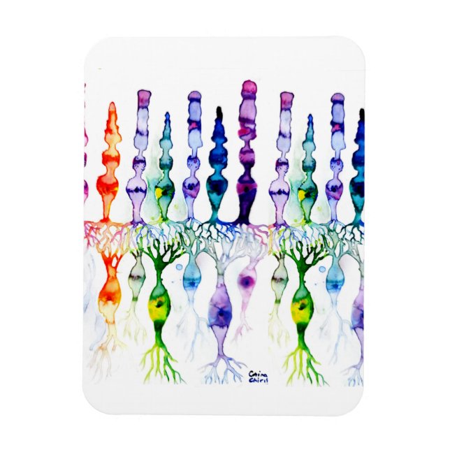 Cone cells rod cells and bipolar neurond of retina magnet (Vertical)