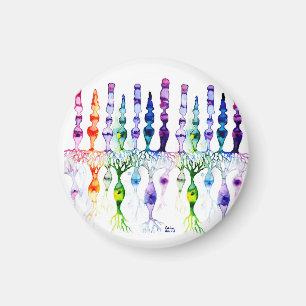 Cone cells rod cells and bipolar neurond of retina magnet