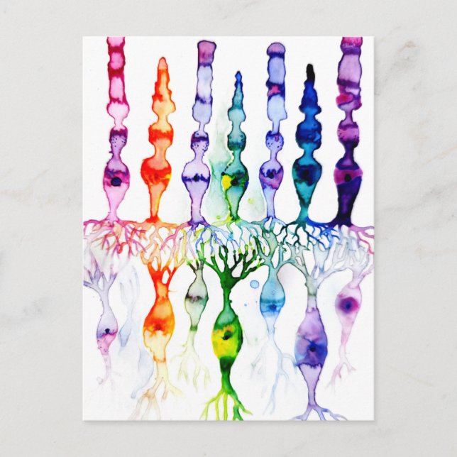 Cone cells rod cells and bipolar neurond of retina postcard (Front)