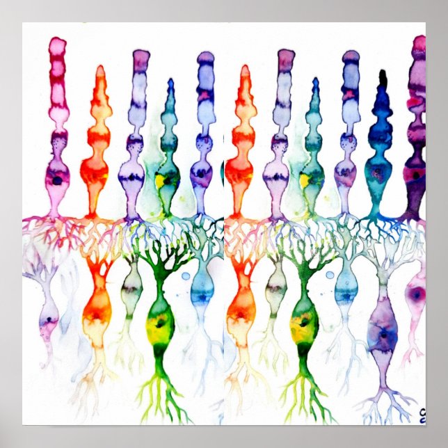 Cone cells rod cells and bipolar neurond of retina poster (Front)