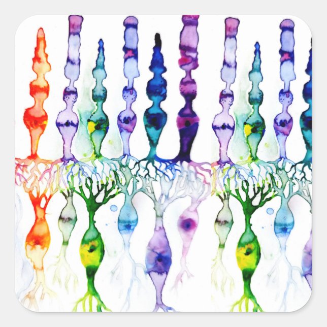 Cone cells rod cells and bipolar neurond of retina square sticker (Front)