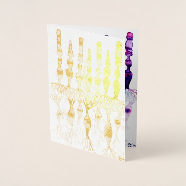 Cone cells rod cells and bipolar neurons of retina foil card (Front)