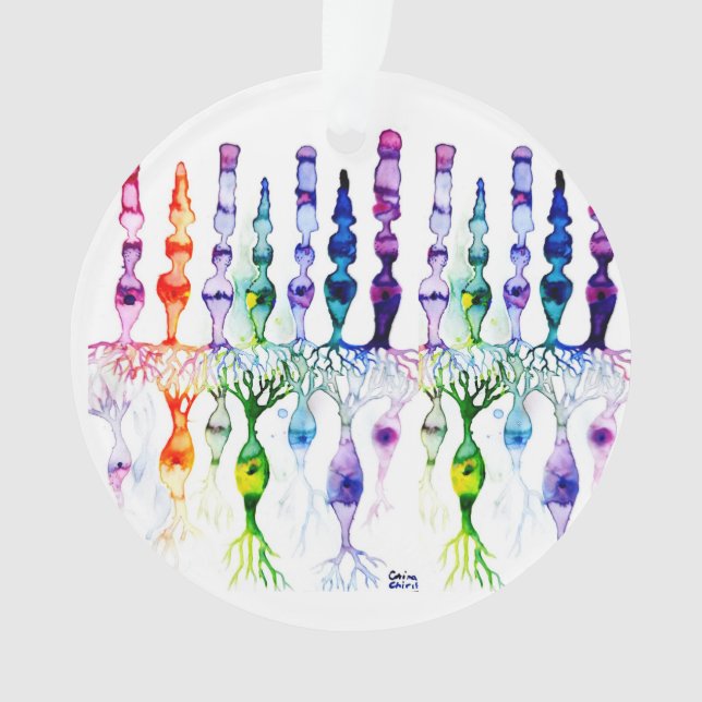 Cone cells rod cells and bipolar neurons of retina ornament (Front)