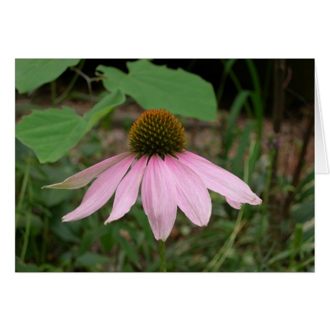 Cone Flower (Front Horizontal)
