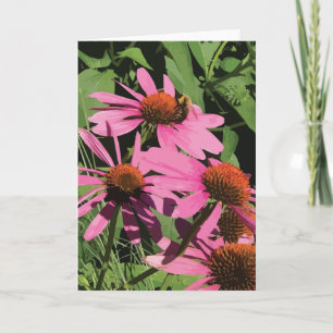 Cone Flower Garden Card