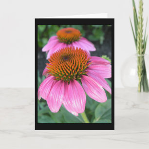 Cone Flower Greeting Card