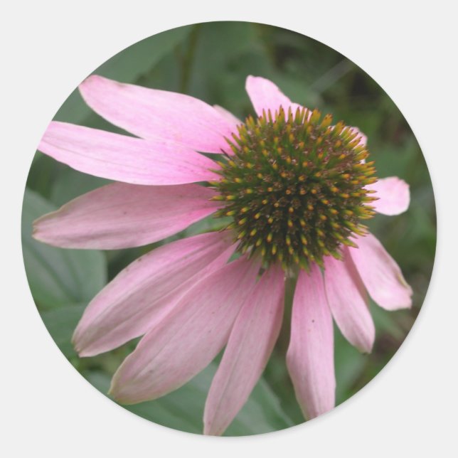 Cone Flower sticker (Front)