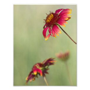 Cone flowers beginning to bloom photo print