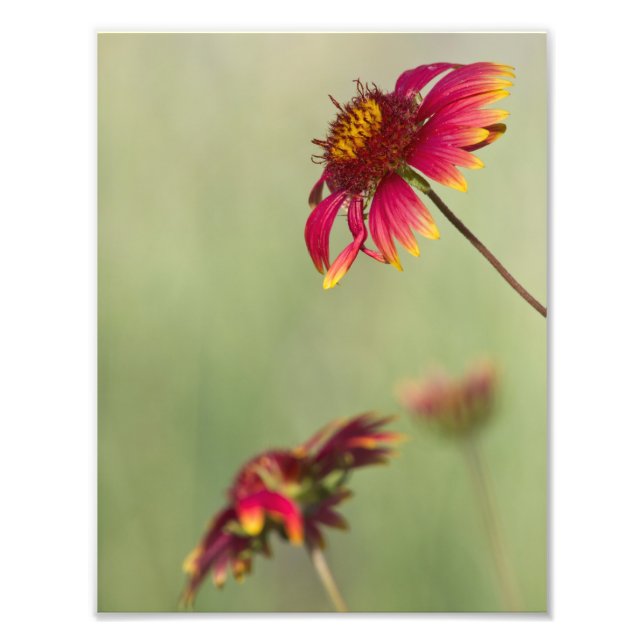 Cone flowers beginning to bloom photo print (Front)