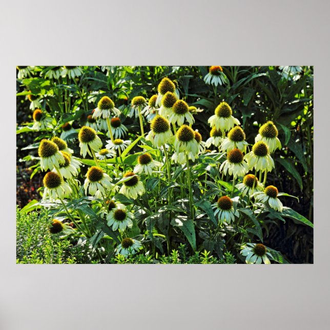 Cone Flowers,  Bute Park, Cardiff, Wales Poster (Front)