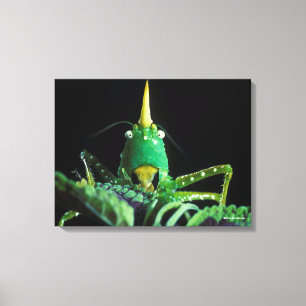 Cone-Headed Grasshopper Canvas Print