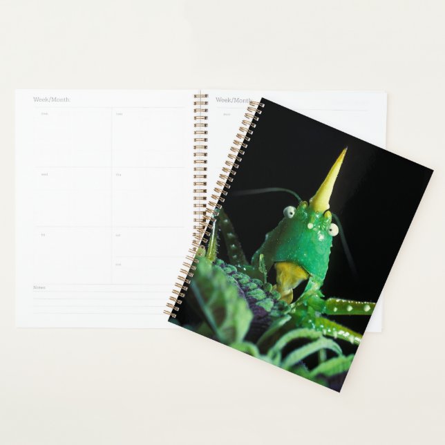 Cone-Headed Grasshopper Planner (Display)