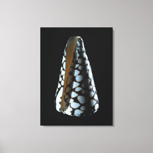 Cone shell 2 canvas print (Front)