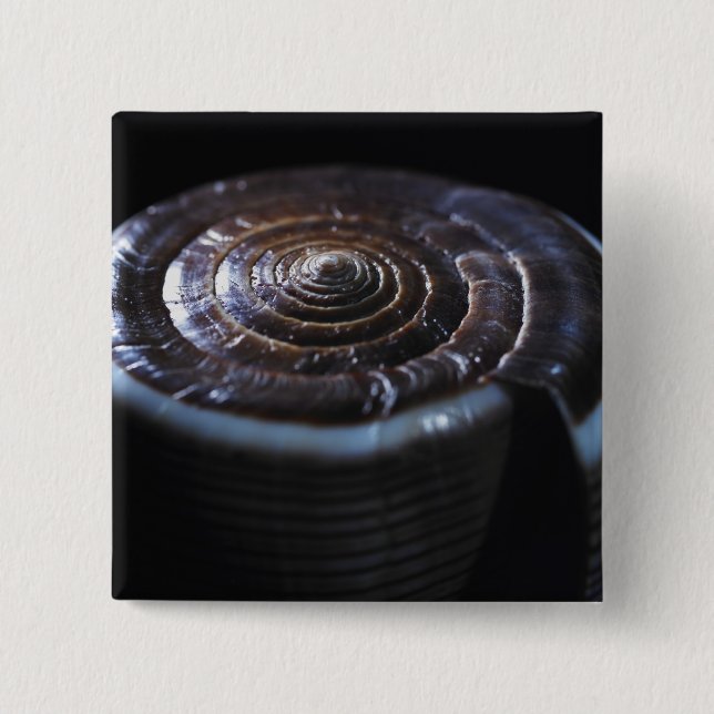 Cone shell 2 inch square button (Front)