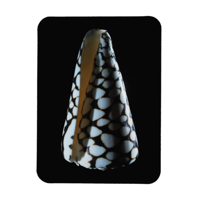 Cone shell 2 magnet (Vertical)