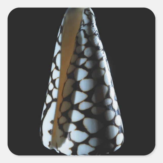 Cone shell 2 square sticker (Front)
