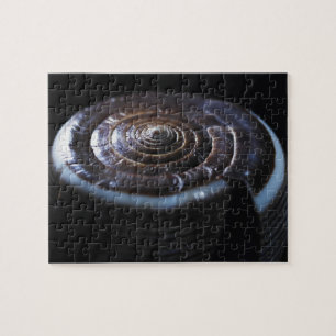 Cone shell jigsaw puzzle
