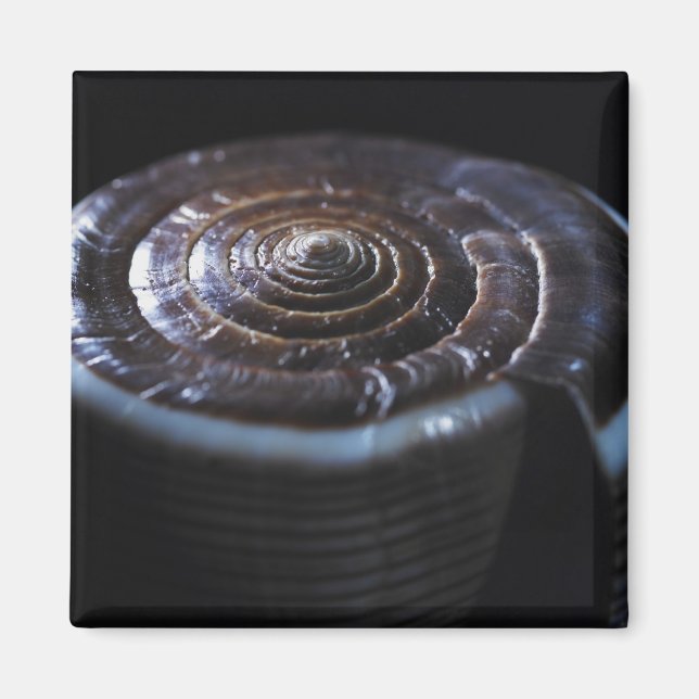 Cone shell magnet (Front)