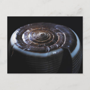 Cone shell postcard