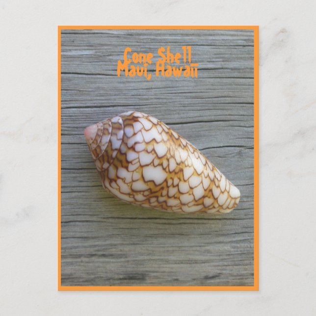 Cone Shell Postcard (Front)