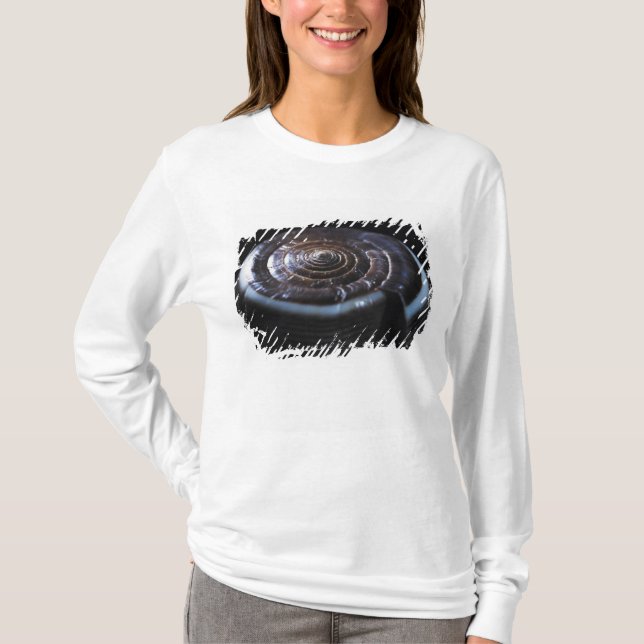 Cone shell T-Shirt (Front)