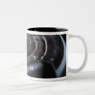Cone shell Two-Tone coffee mug