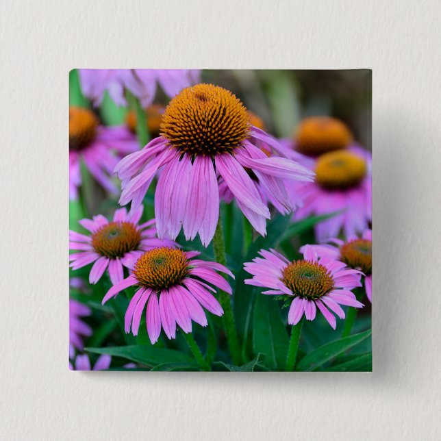 Coneflower 2 Inch Square Button (Front)