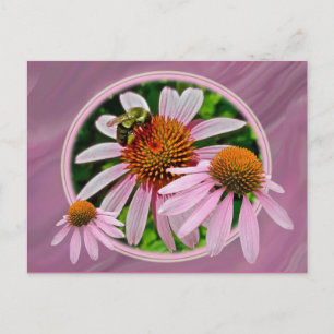 Coneflower and Bee Postcard