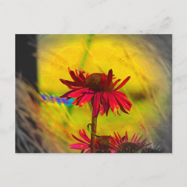Coneflower Art #2 Postcard (Front)
