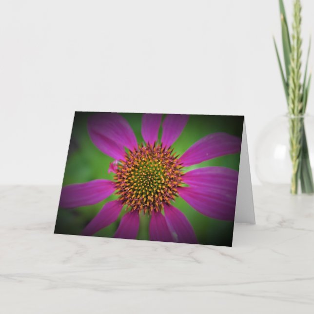 Coneflower, card (Front)