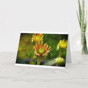 Coneflower, card