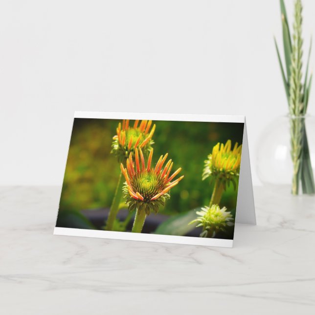 Coneflower, card (Front)