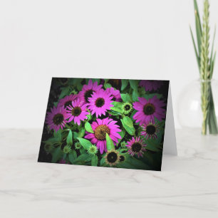 Coneflower, card