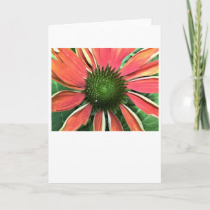 Coneflower, card