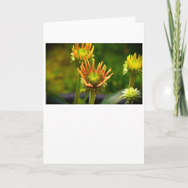 Coneflower, card (Front)