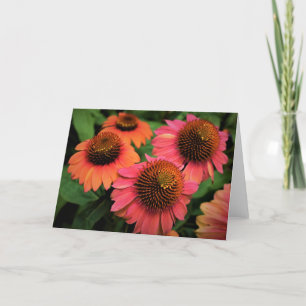Coneflower, card