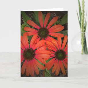 Coneflower, card